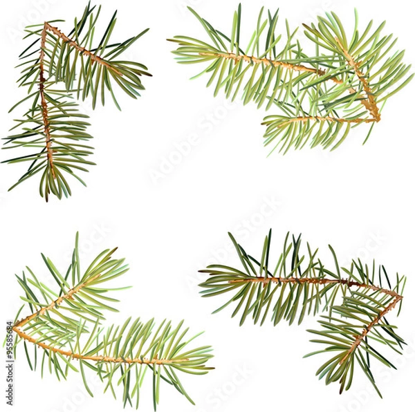 Obraz Realistic needles, spruce branches Christmas tree, detailed, frame of spruce branches, template for design