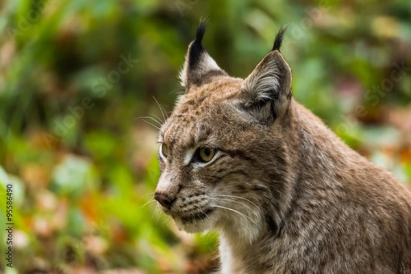 Obraz Luchs im Wald