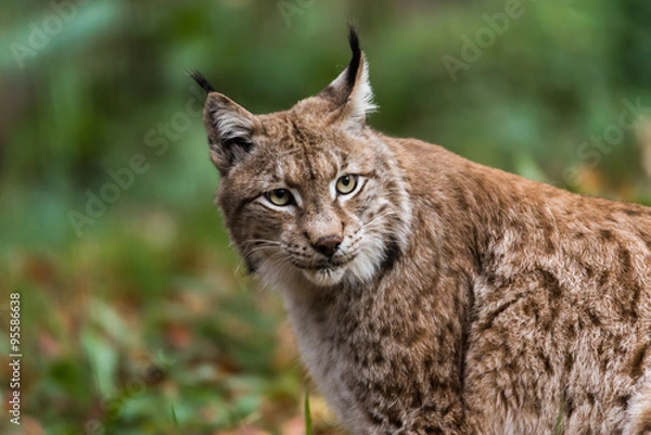 Obraz Luchs im Wald