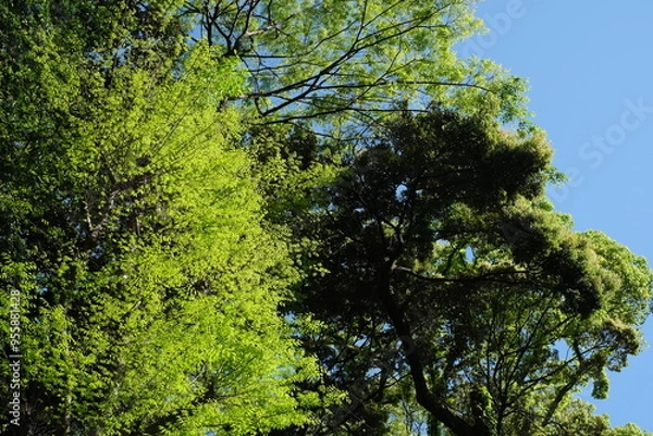 Fototapeta green tree branches