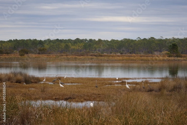 Obraz ducks on the lake
