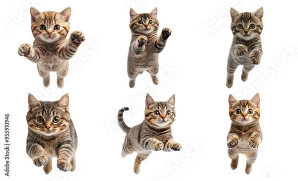 Fototapeta Playful kittens jumping in various poses isolated on transparent background