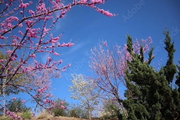 Obraz Purple redbud trees in the spring