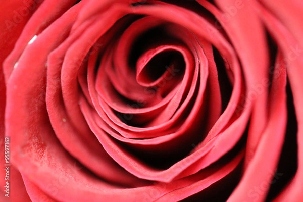 Obraz red pink rose