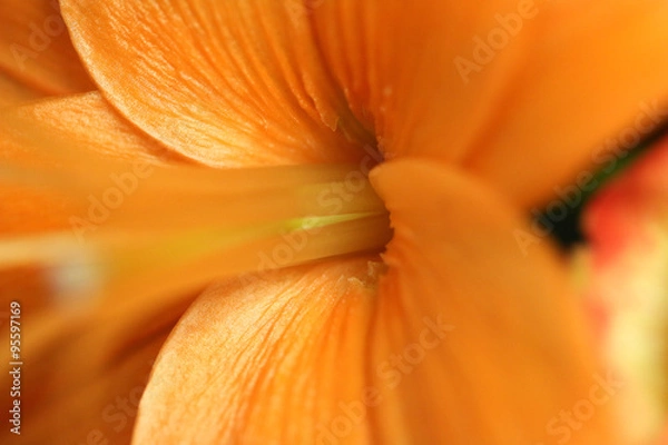 Obraz orange macro flower
