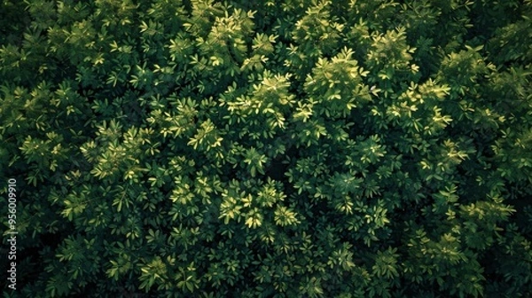 Fototapeta top view of green forest background