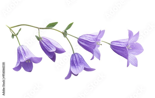 Obraz Macro campanula patula on white background,png