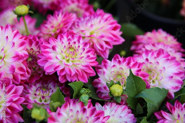 Fototapeta Dahlia