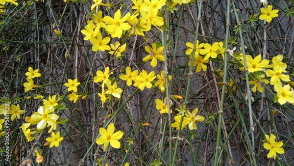 Obraz winter jasmine