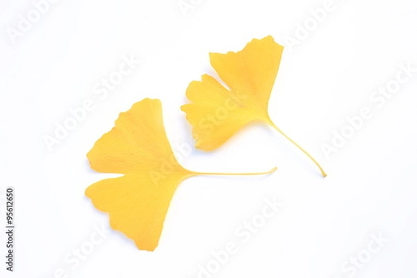 Fototapeta イチョウの黄葉