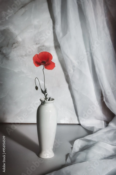 Fototapeta A blooming red field poppy in a white jug on a white background.