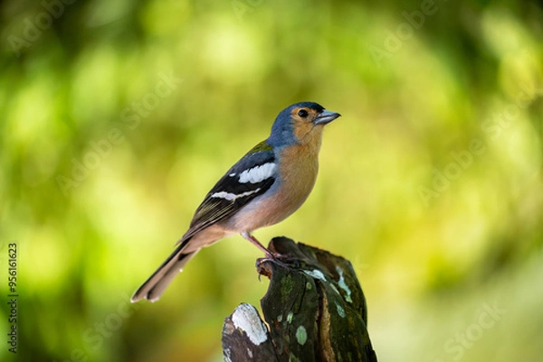 Fototapeta Madeiran Chaffinch, Fringilla coelebs maderensis, typical bird of Madeira, Portugal. Photo with extremely blurred lush green forest background.