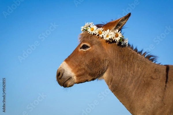 Fototapeta Grey donkey