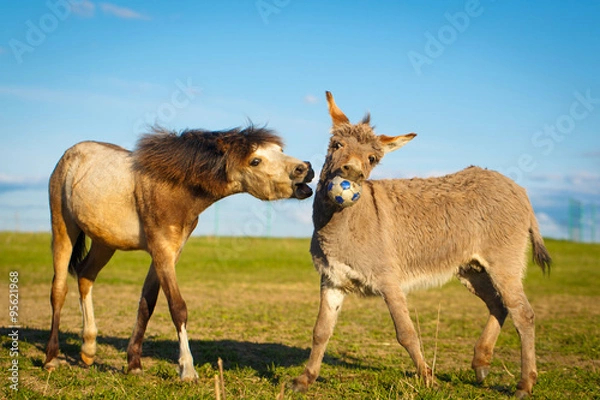 Obraz welsh pony and gray donkey