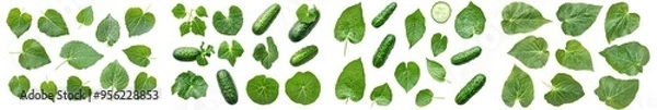 Fototapeta The cucumber leaf is isolated on a white background, with a full depth of field, and a clipping path has been applied