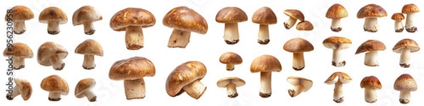 Fototapeta This photograph shows a mushroom, boletus edulis, porcini, king bolete, isolated on white with a clipping path and a full depth of field.
