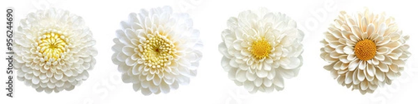 Fototapeta Isolated chrysanthemum flower with full depth of field on white background