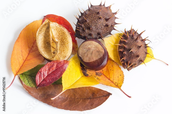 Obraz Jesienne liście na białym tle