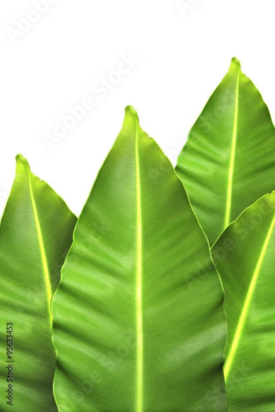 Fototapeta Leaf on white Background