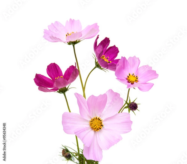 Obraz Cosmos flowers