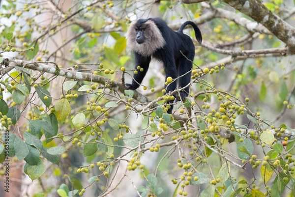 Obraz Lion-tailed macaque