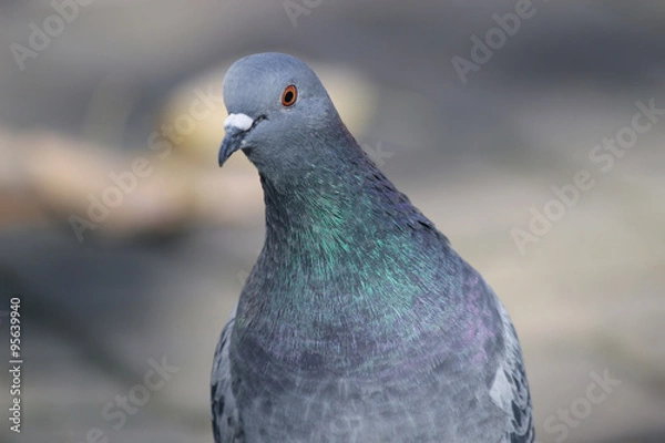 Obraz Gray pigeon