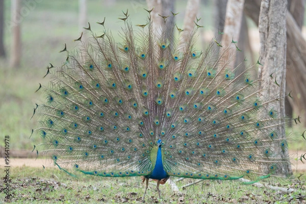 Fototapeta Peacock displaying