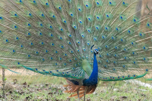 Fototapeta Peacock displaying