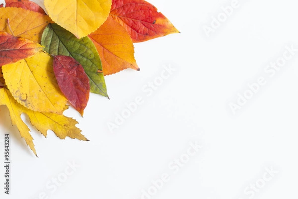 Obraz Jesienne liście na białym tle