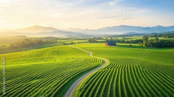 Fototapeta Aerial a peaceful farm landscape with neat rows of crops, a winding dirt road, and a traditional red barn in the distance, all bathed in the warm light of late afternoon