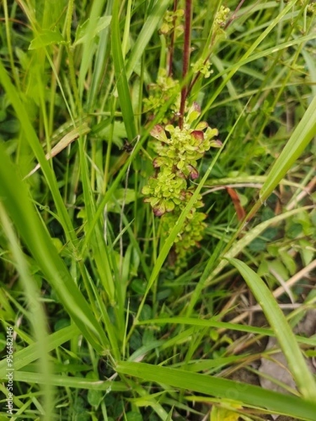 Obraz Close up grass field