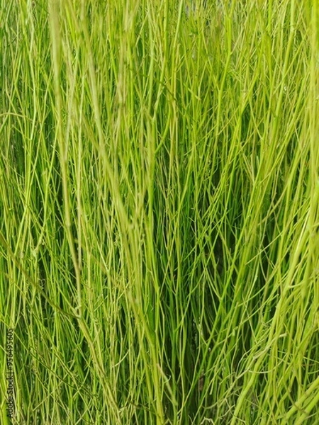 Obraz green grass background