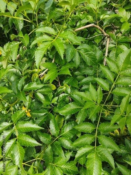 Obraz leaves background