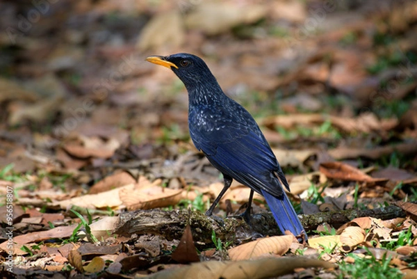 Obraz Myophonus caeruleus [flavirostris Group]
