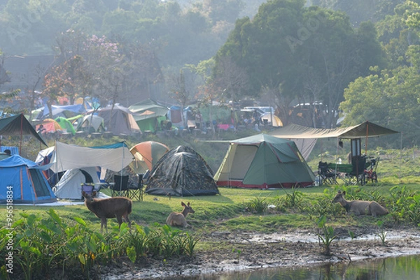 Obraz There are deer at the camping ground in Khao Yai National Park.