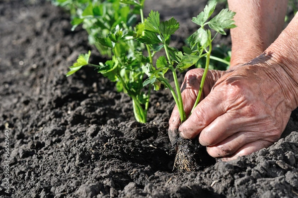 Fototapeta gardener's hands planting a celery seedling in the vegetable garden 

