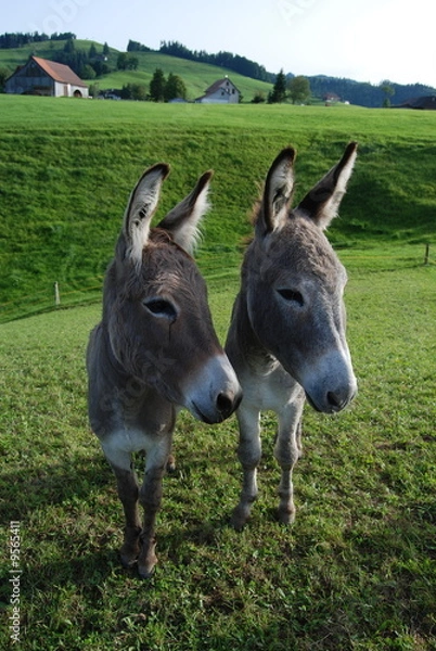 Obraz Swiss donkeys
