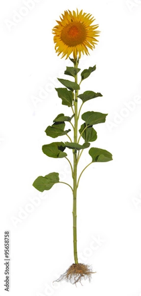 Fototapeta Słonecznik