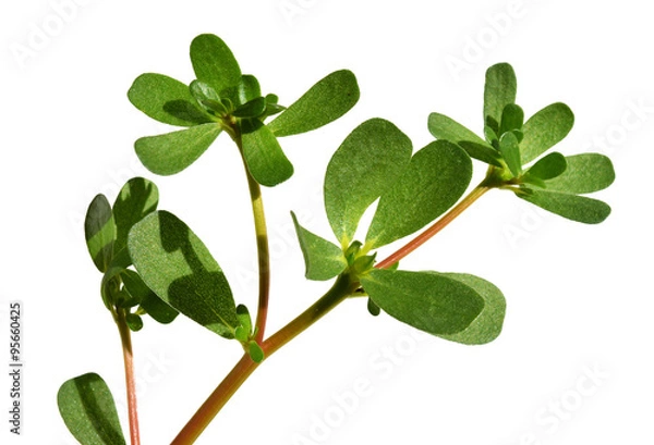 Obraz Purslane