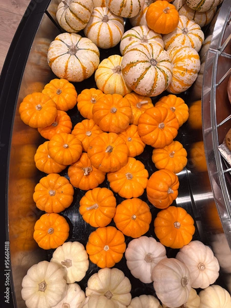 Fototapeta View of a shelf with different types of pumpkins in a store 