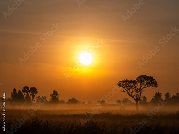 Fototapeta Fog Moving on The Soil Surface with The  Silhouette Tree behind The Sunrise