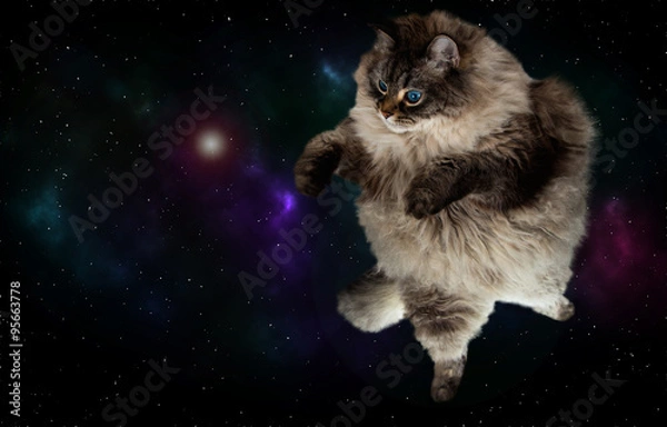 Obraz funny cat in space