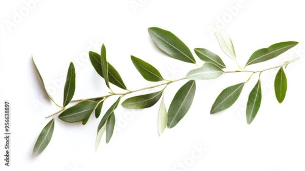 Fototapeta Olive twig with crisp, green leaves isolated on a pure white background, ideal for organic-themed visuals