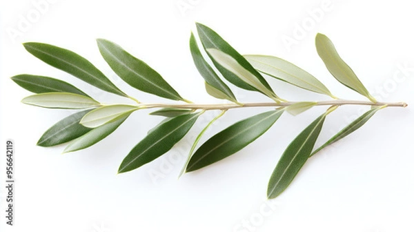 Fototapeta Single olive twig with crisp green leaves on a pure white background, a symbol of natures beauty