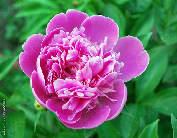 Obraz розовый пион