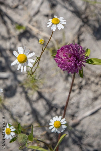 Obraz blooming pink clover and daisies