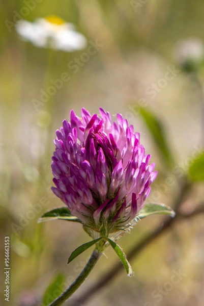 Obraz blooming pink clover and daisies
