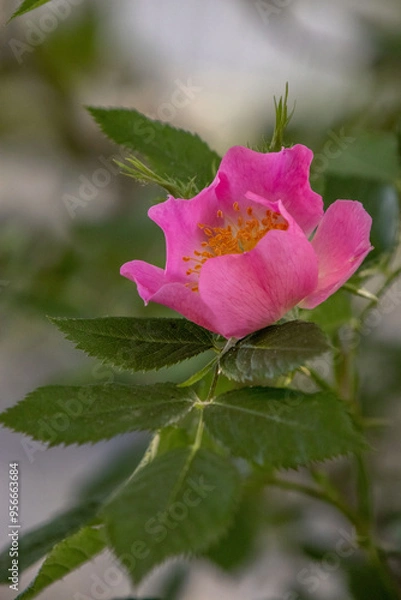 Obraz Blooming pink rosehip