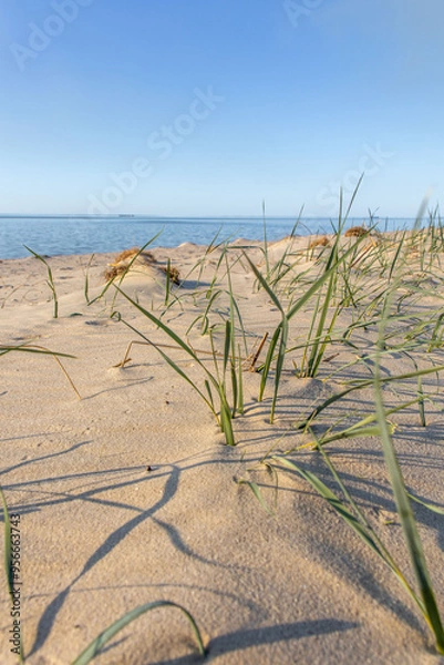 Obraz Green grass grows in the sand on the shore