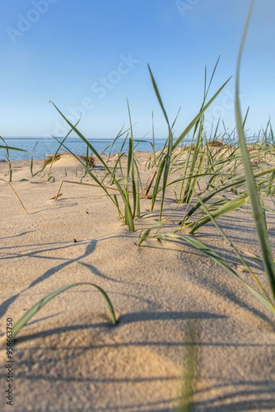 Obraz Green grass grows in the sand on the shore